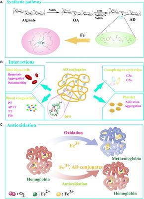 Interactions of Alginate-Deferoxamine Conjugates With Blood Components and Their Antioxidation in the Hemoglobin Oxidation Model